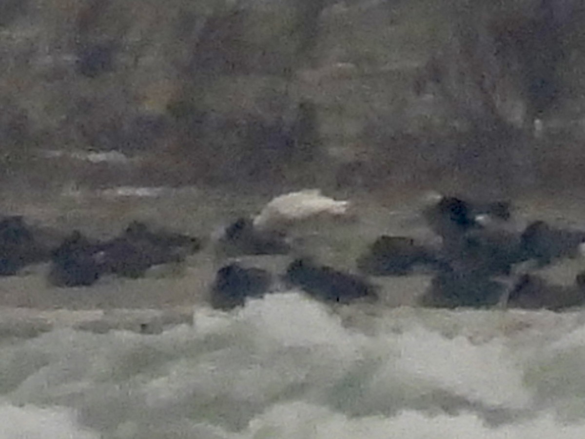 北極鷗 - ML646488025