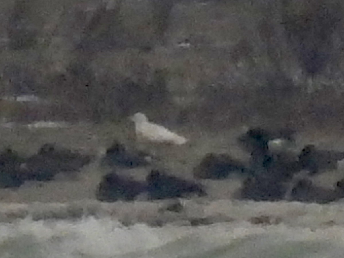 北極鷗 - ML646488026