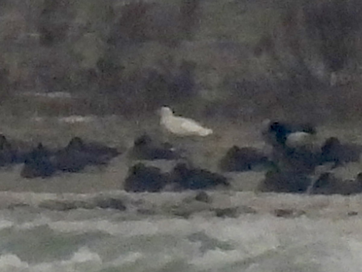 北極鷗 - ML646488027