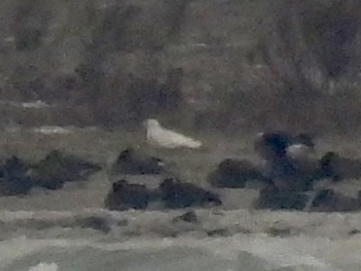 北極鷗 - ML646488028