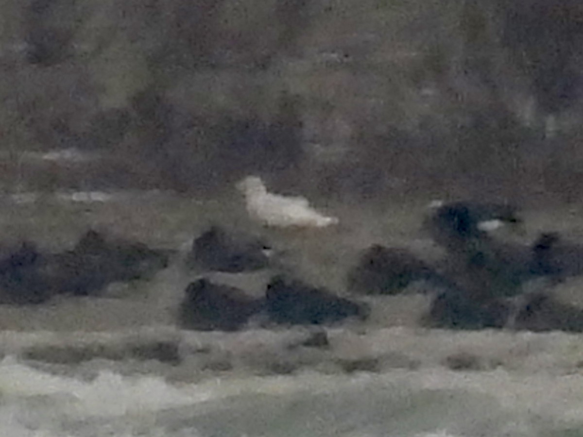 北極鷗 - ML646488029