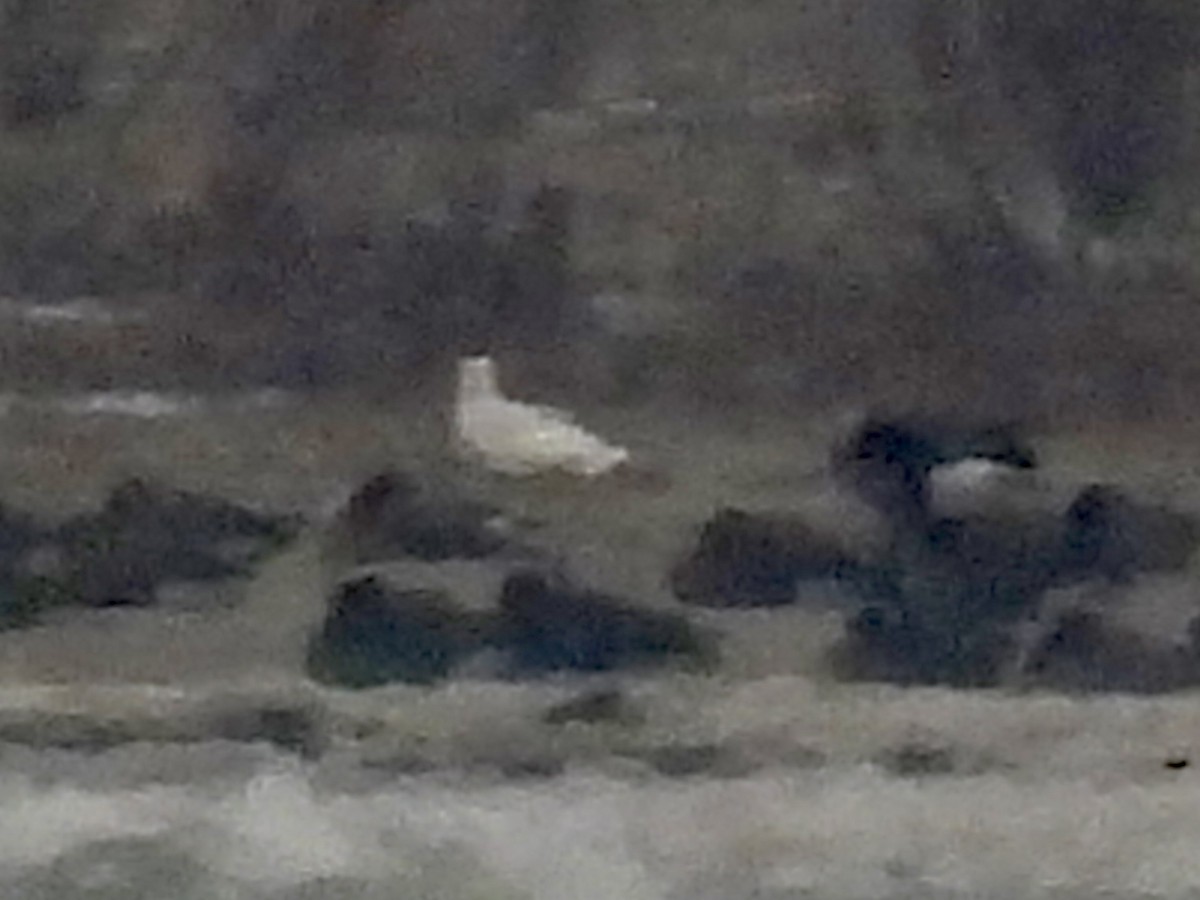 北極鷗 - ML646488030