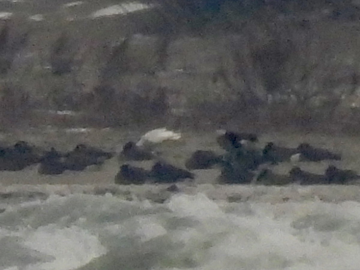 北極鷗 - ML646488031