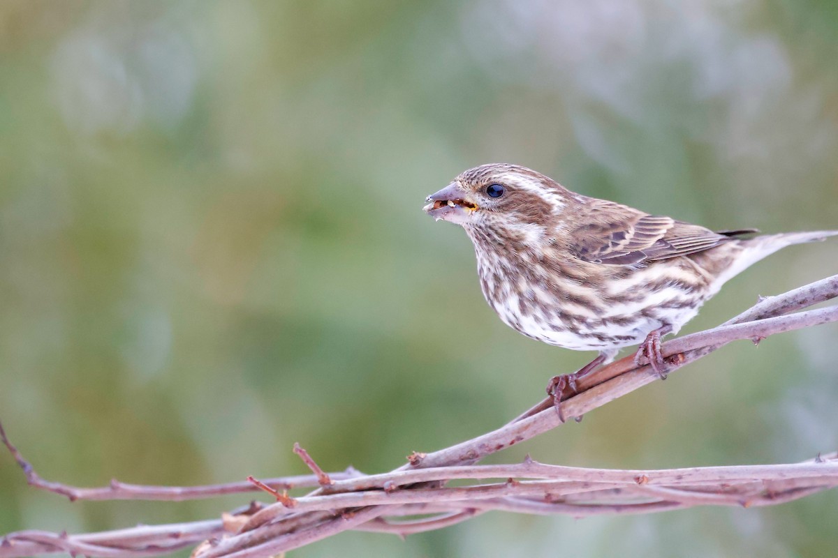 Camachuelo Purpúreo - ML646488032