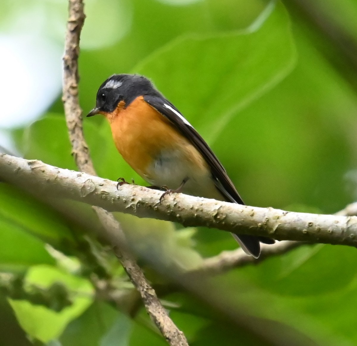 Мухоловка тайгова - ML646488033