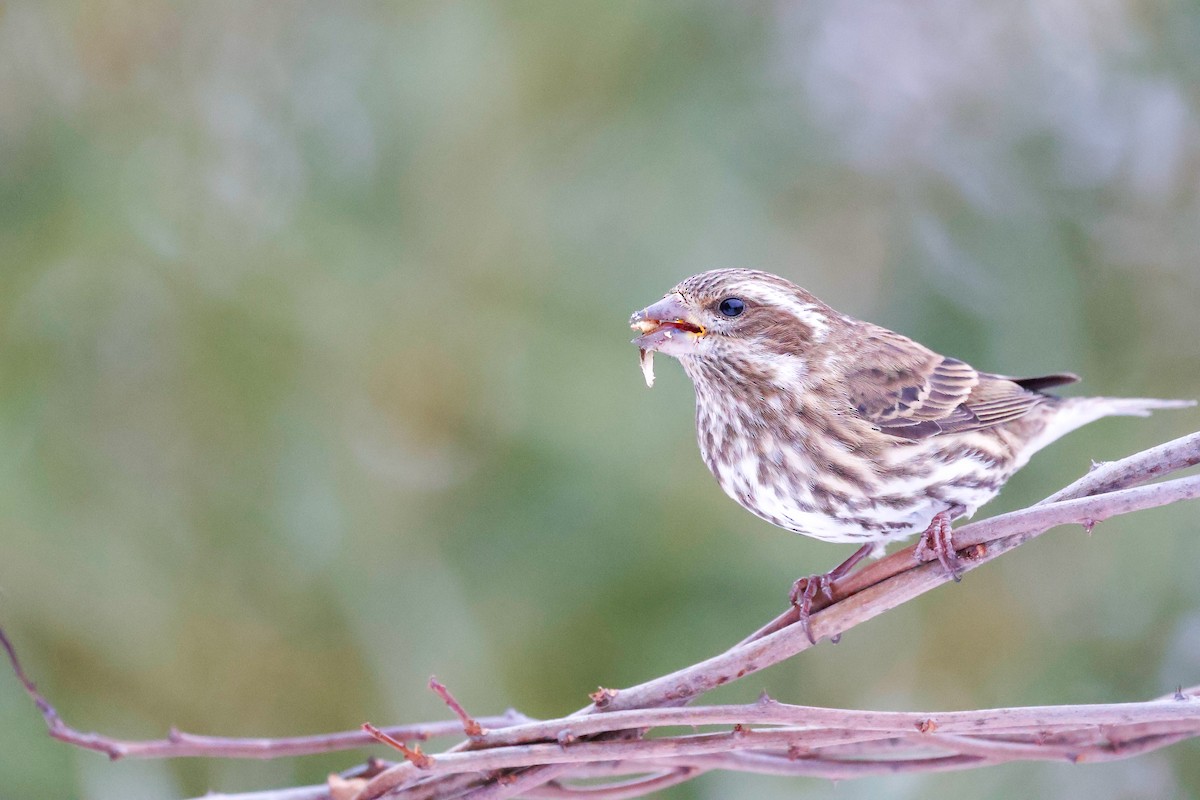 Camachuelo Purpúreo - ML646488034