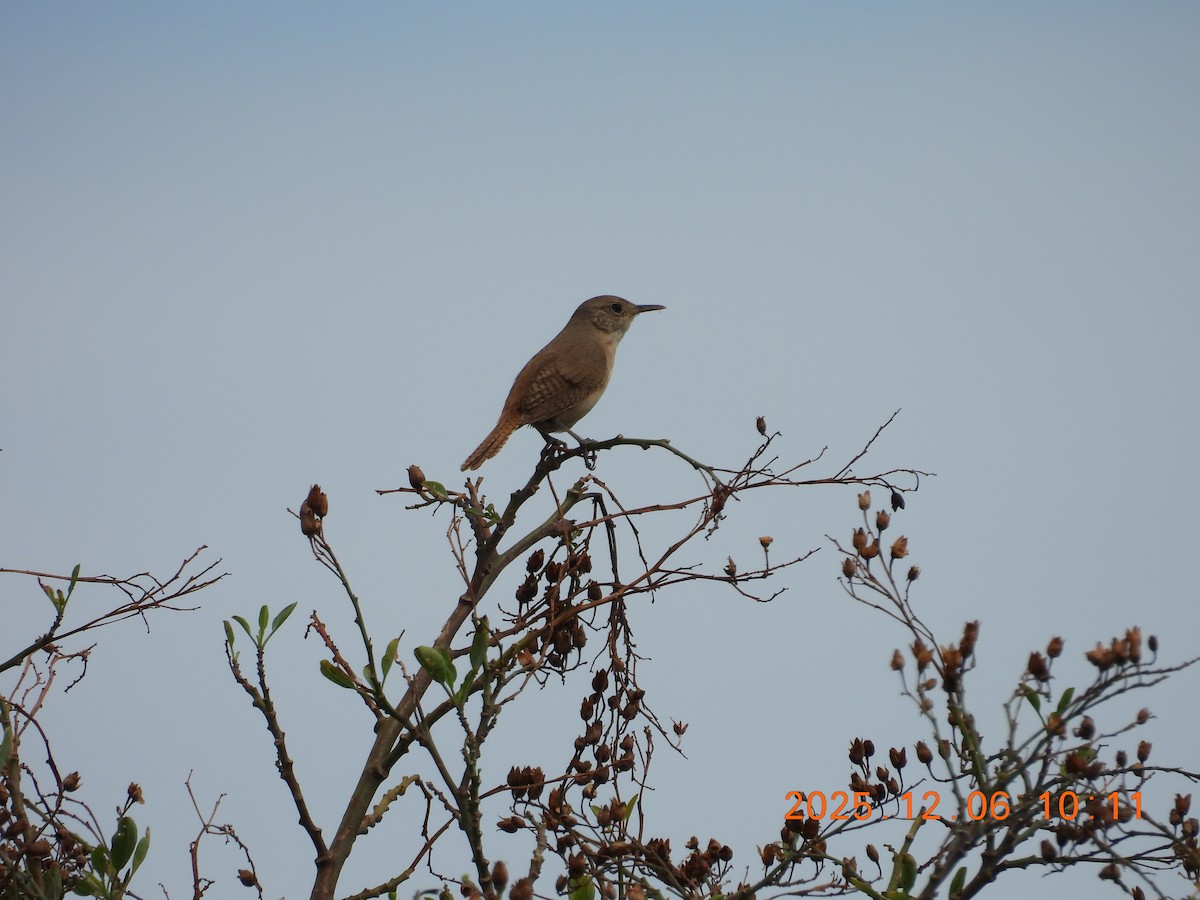 Southern House Wren - ML646488035
