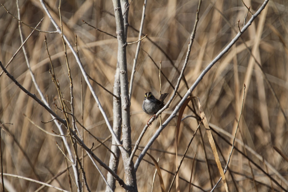 Bruant à gorge blanche - ML646488043