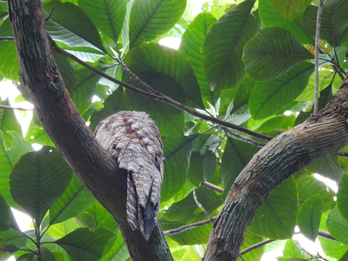 Great Potoo - ML646488044