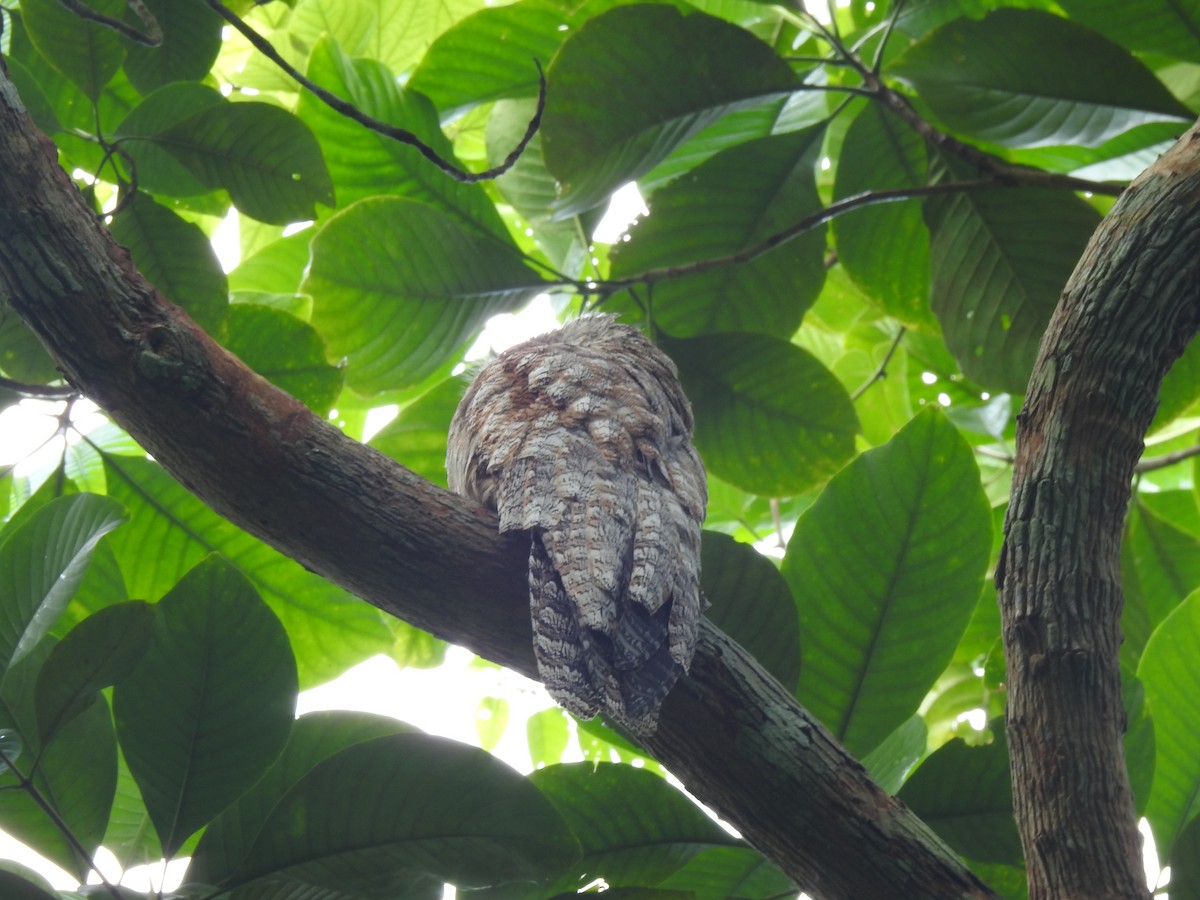 Great Potoo - ML646488045