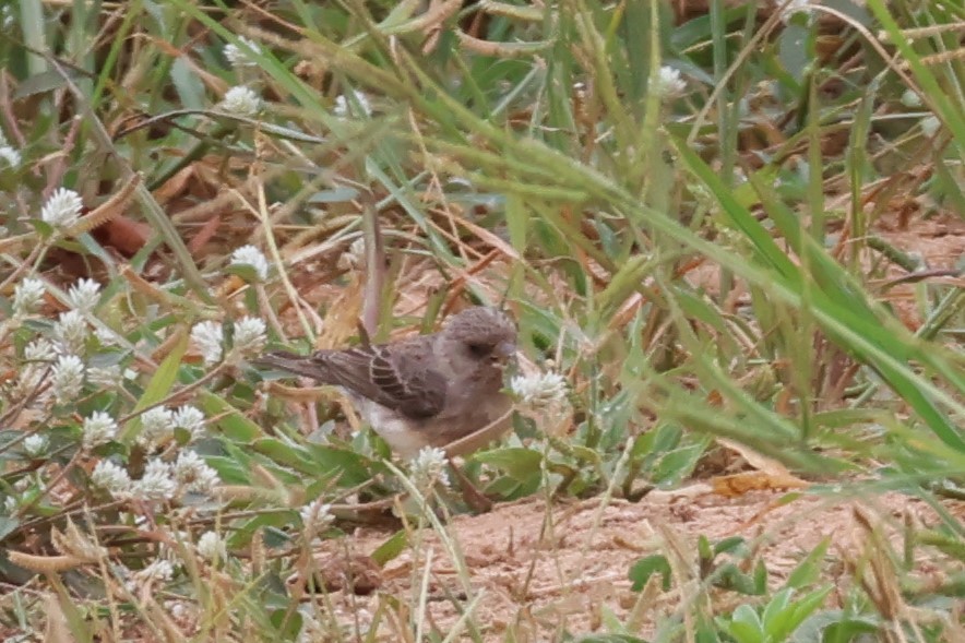 White-rumped Seedeater - ML646488046