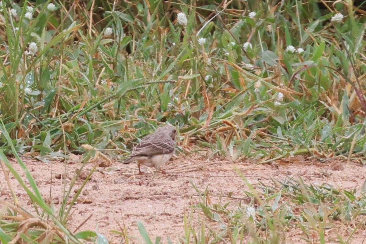 White-rumped Seedeater - ML646488047