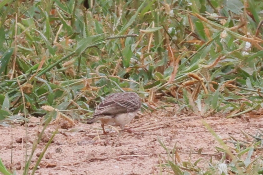 White-rumped Seedeater - ML646488048