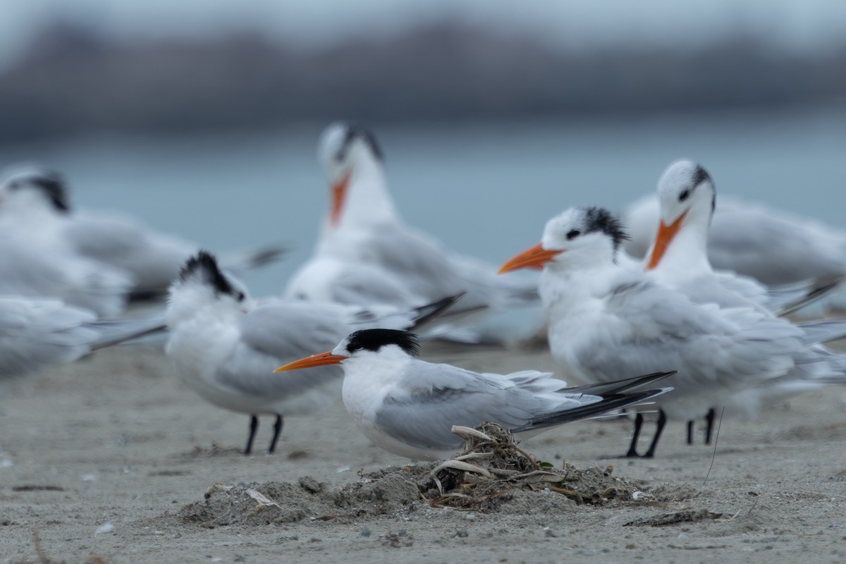 Elegant Tern - ML646488049