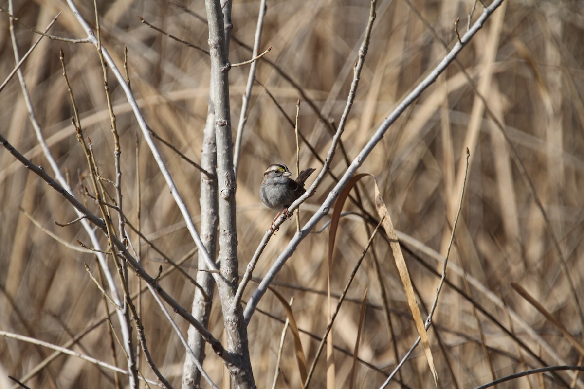 Bruant à gorge blanche - ML646488050
