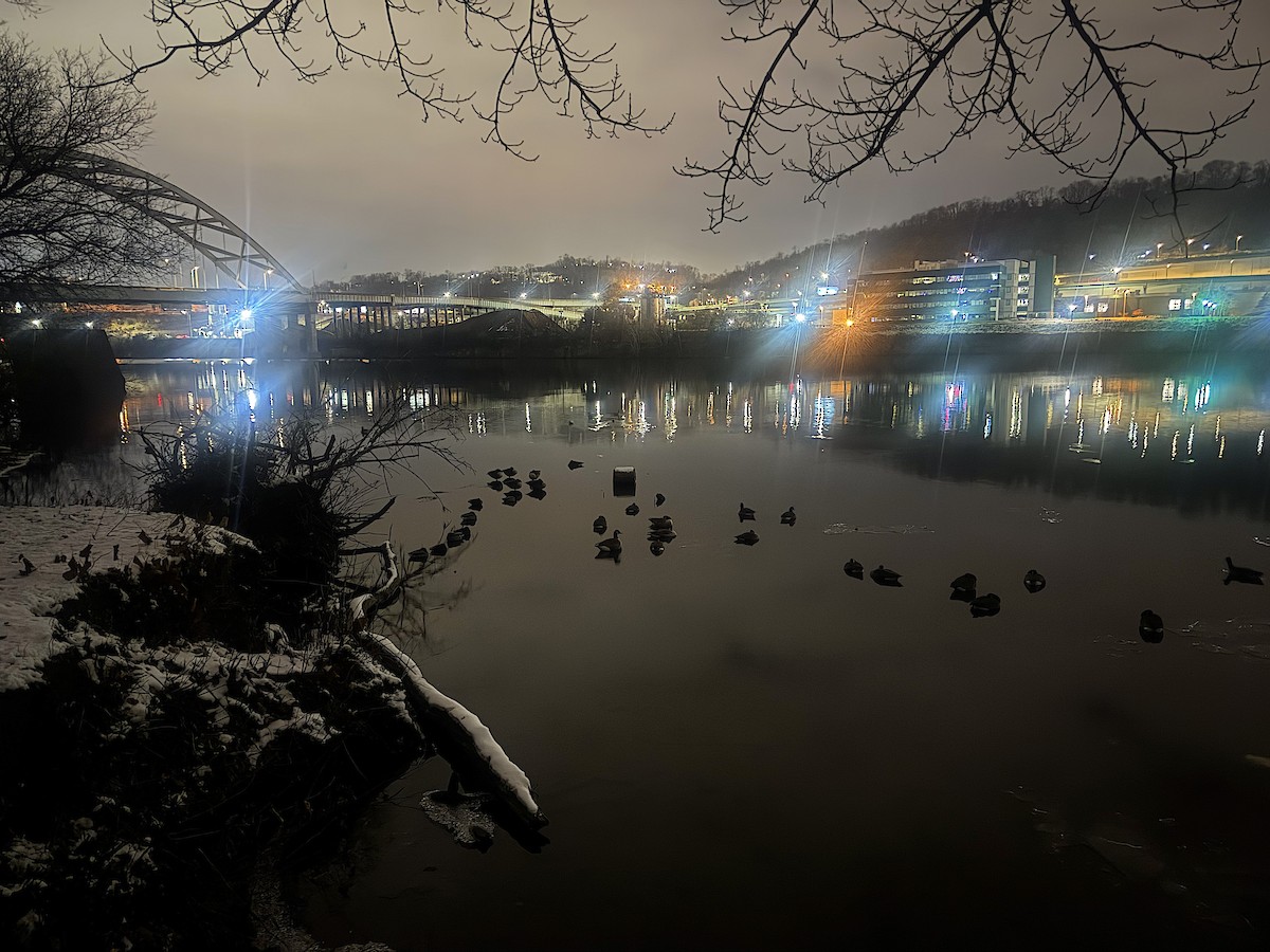 Canada Goose - ML646488052