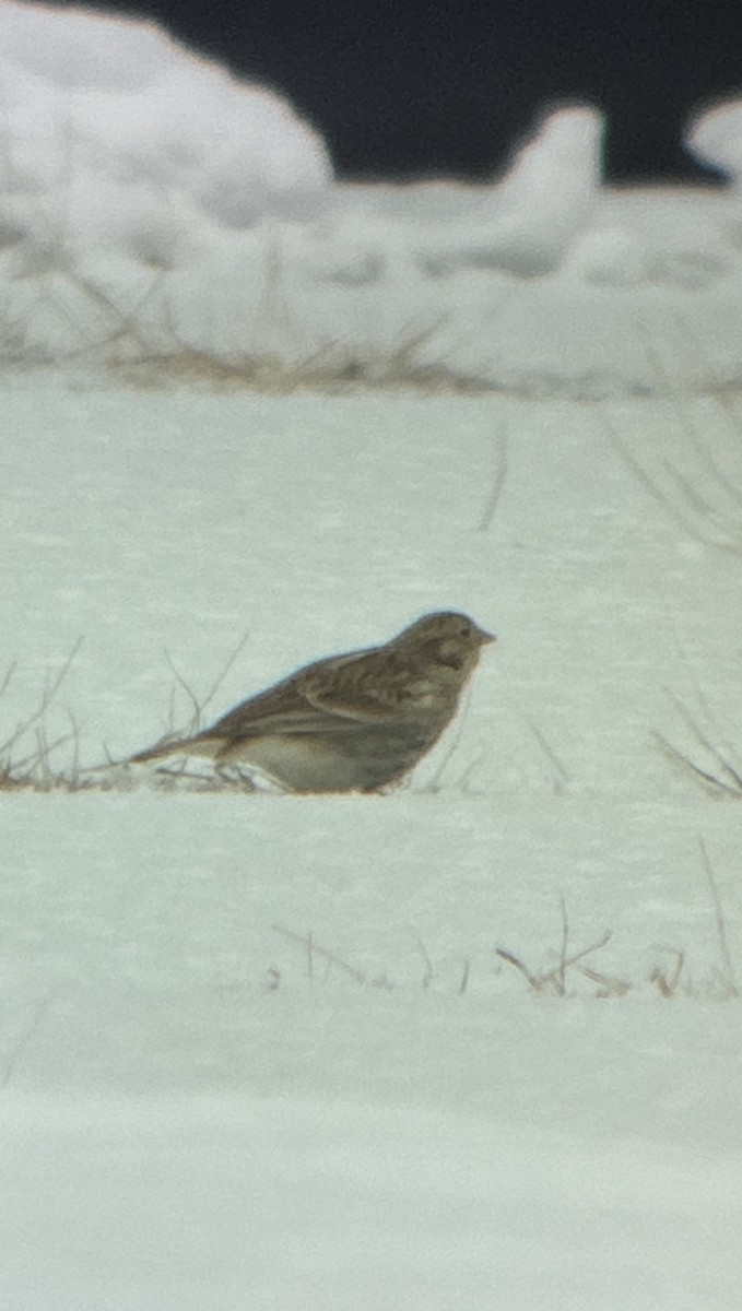 Chestnut-collared Longspur - ML646488053