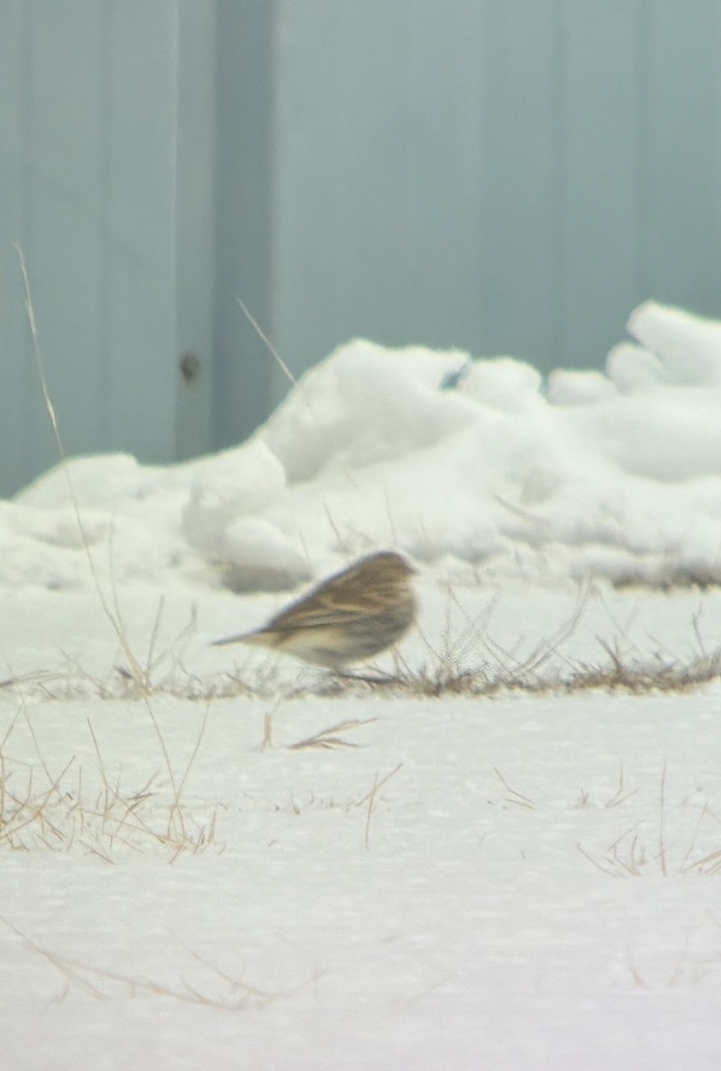 Chestnut-collared Longspur - ML646488054
