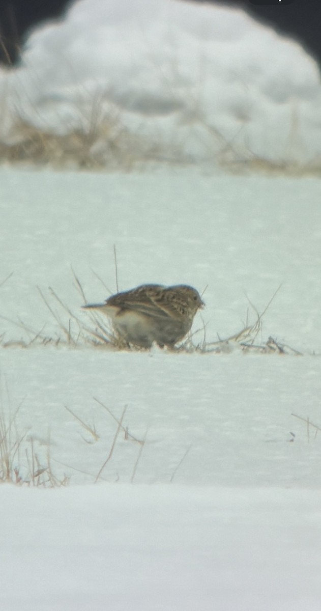 Chestnut-collared Longspur - ML646488055