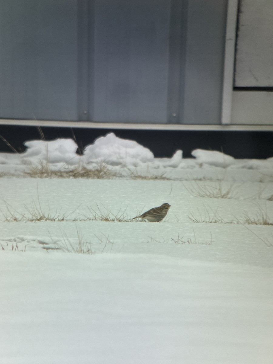 Chestnut-collared Longspur - ML646488056