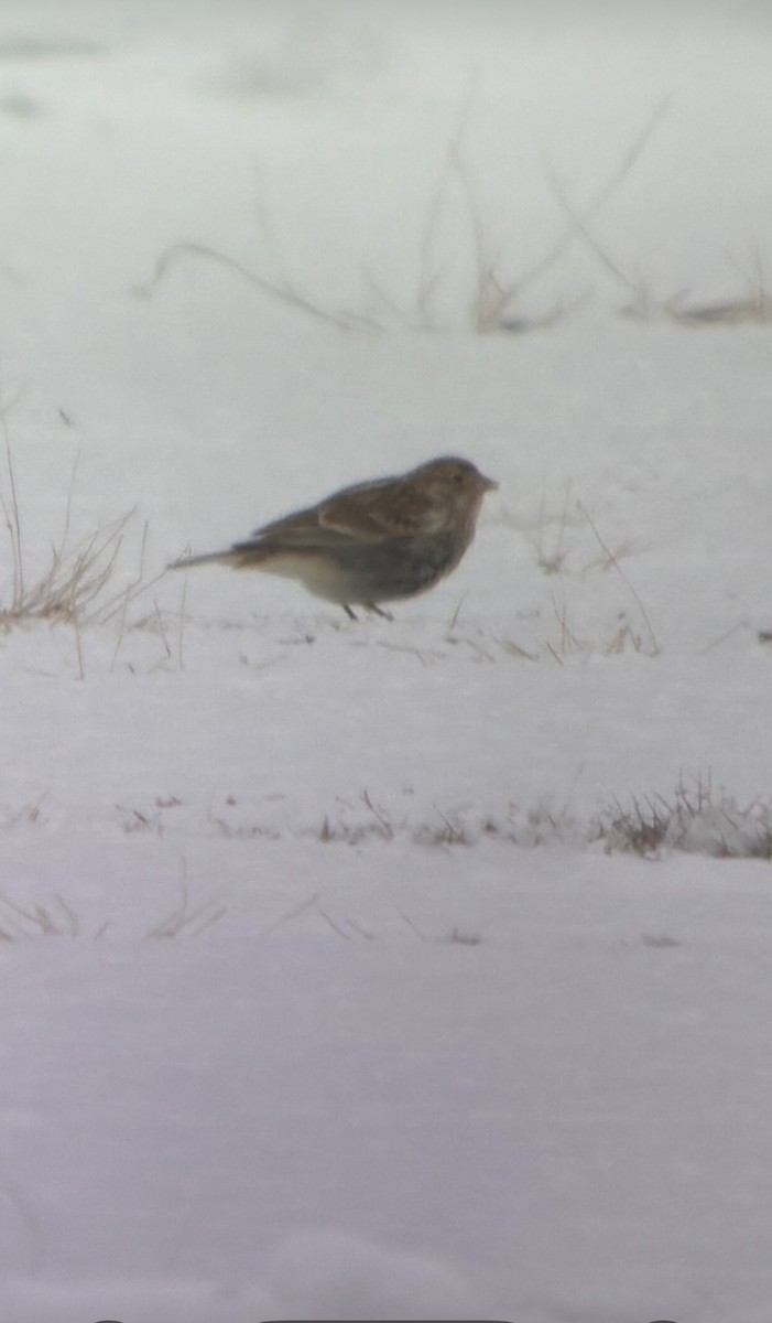 Chestnut-collared Longspur - ML646488057