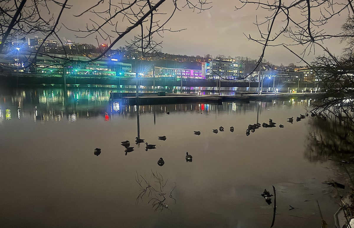 Canada Goose - ML646488059