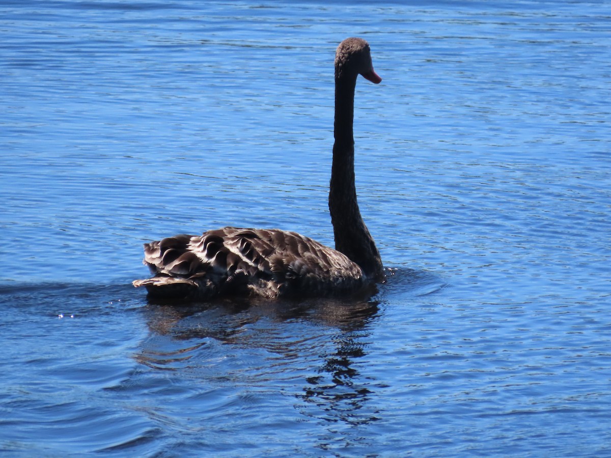 Black Swan - ML646488060