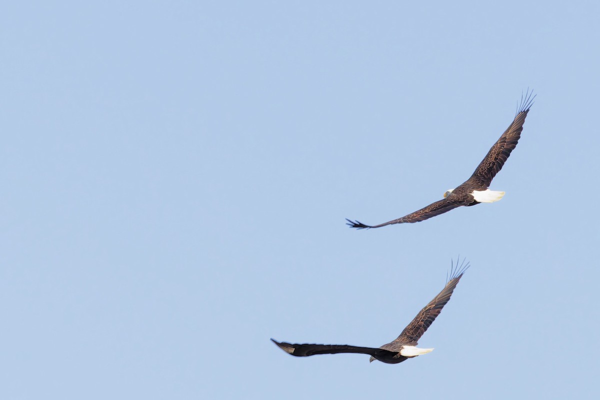 orel bělohlavý - ML646488064