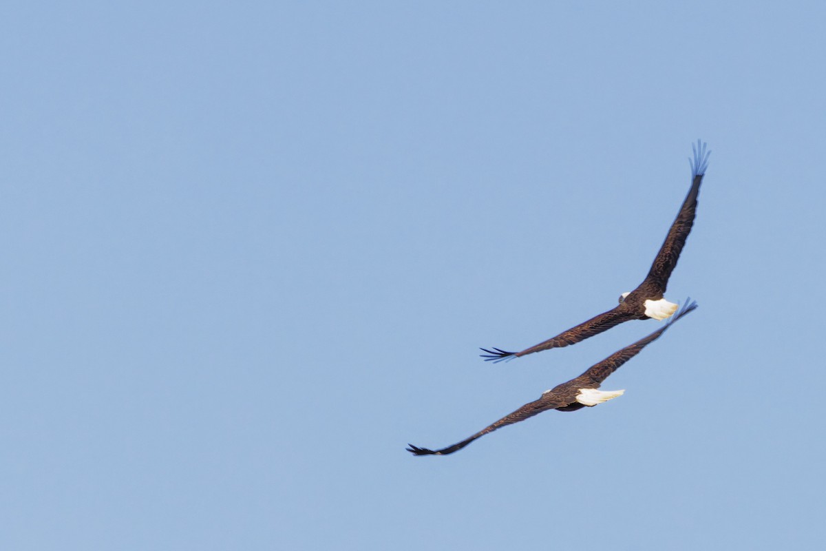 orel bělohlavý - ML646488065