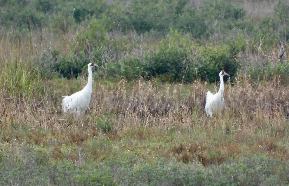 Whooping Crane - ML646488066