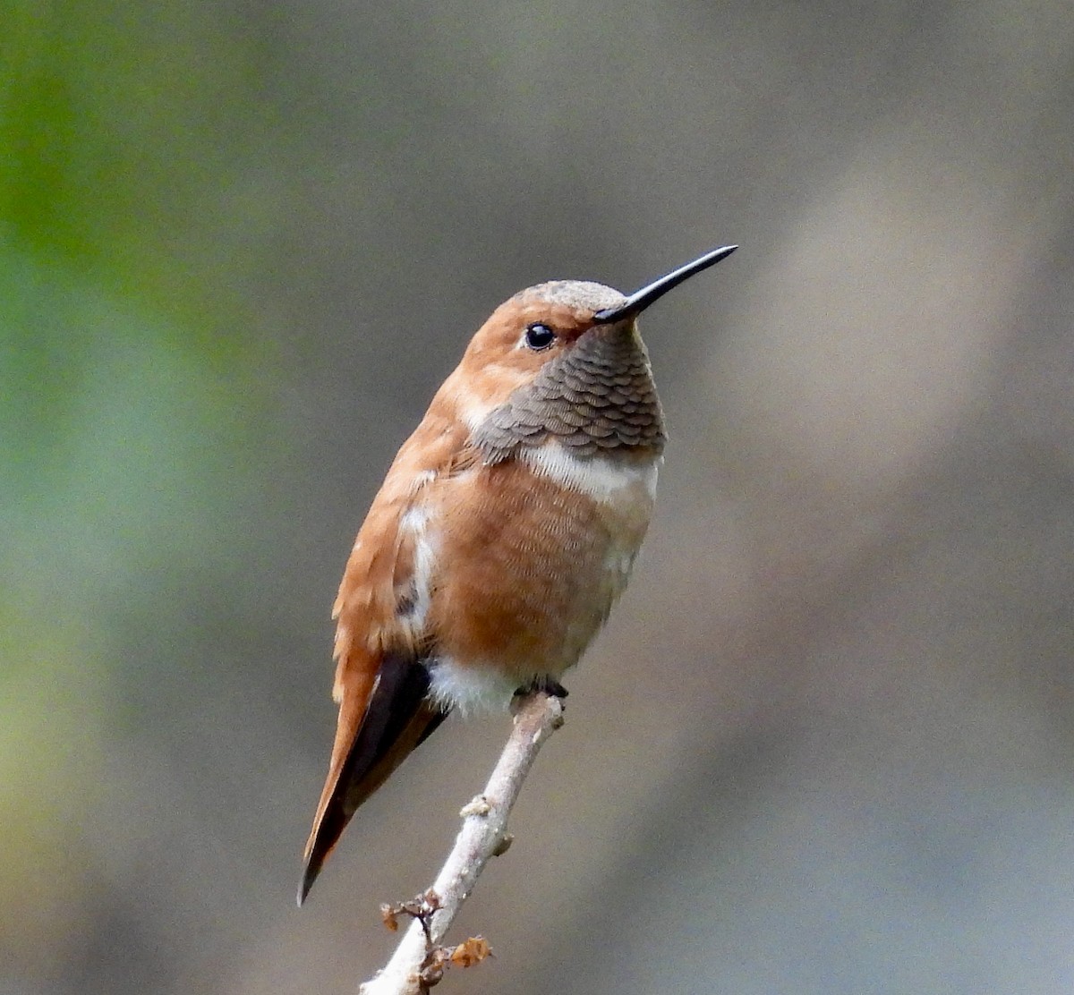 Rufous Hummingbird - ML646488067