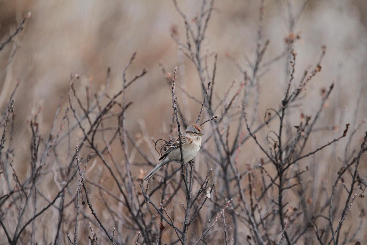 Bruant hudsonien - ML646488070