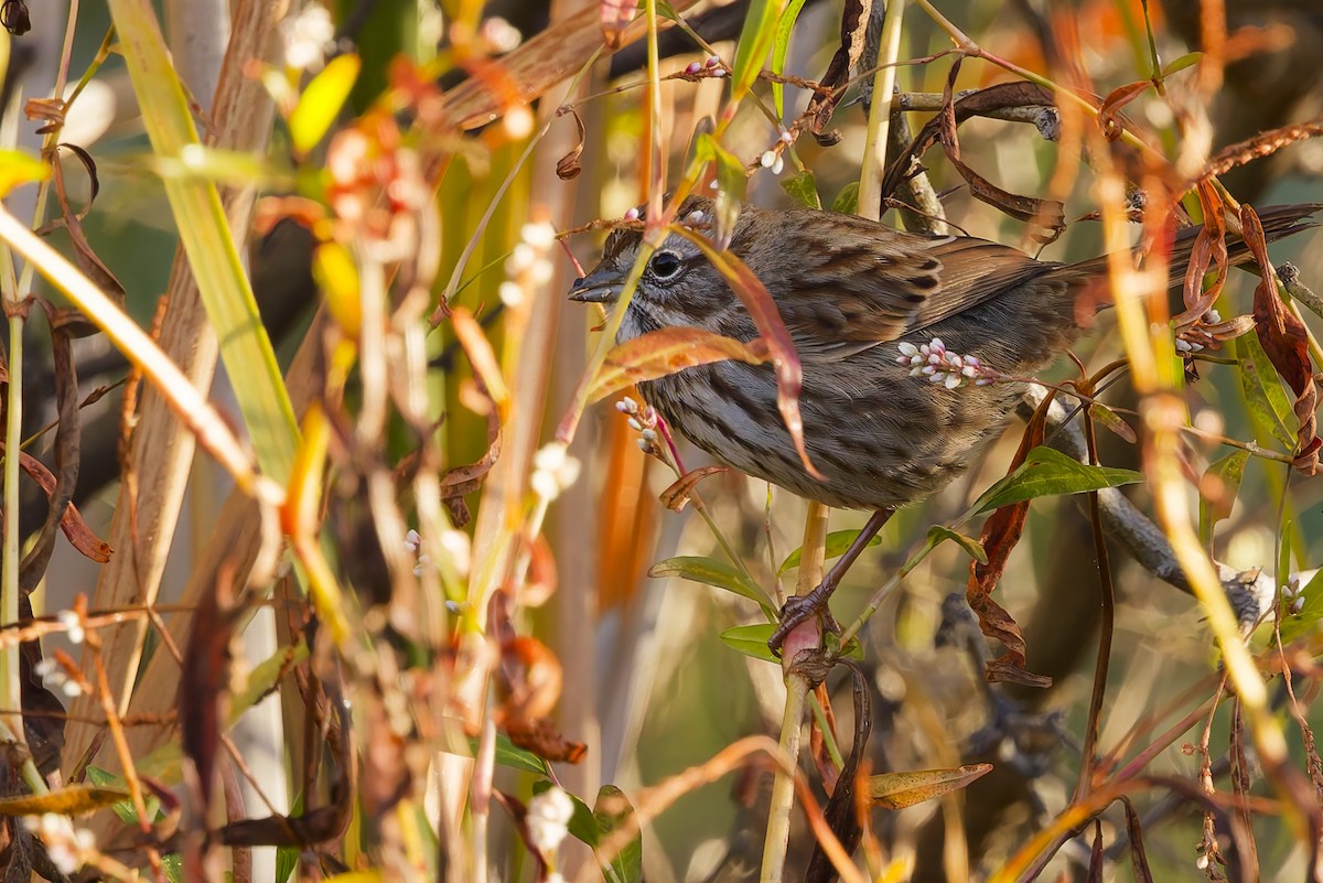 strnadec zpěvný (ssp. montana/merrilli) - ML646488071