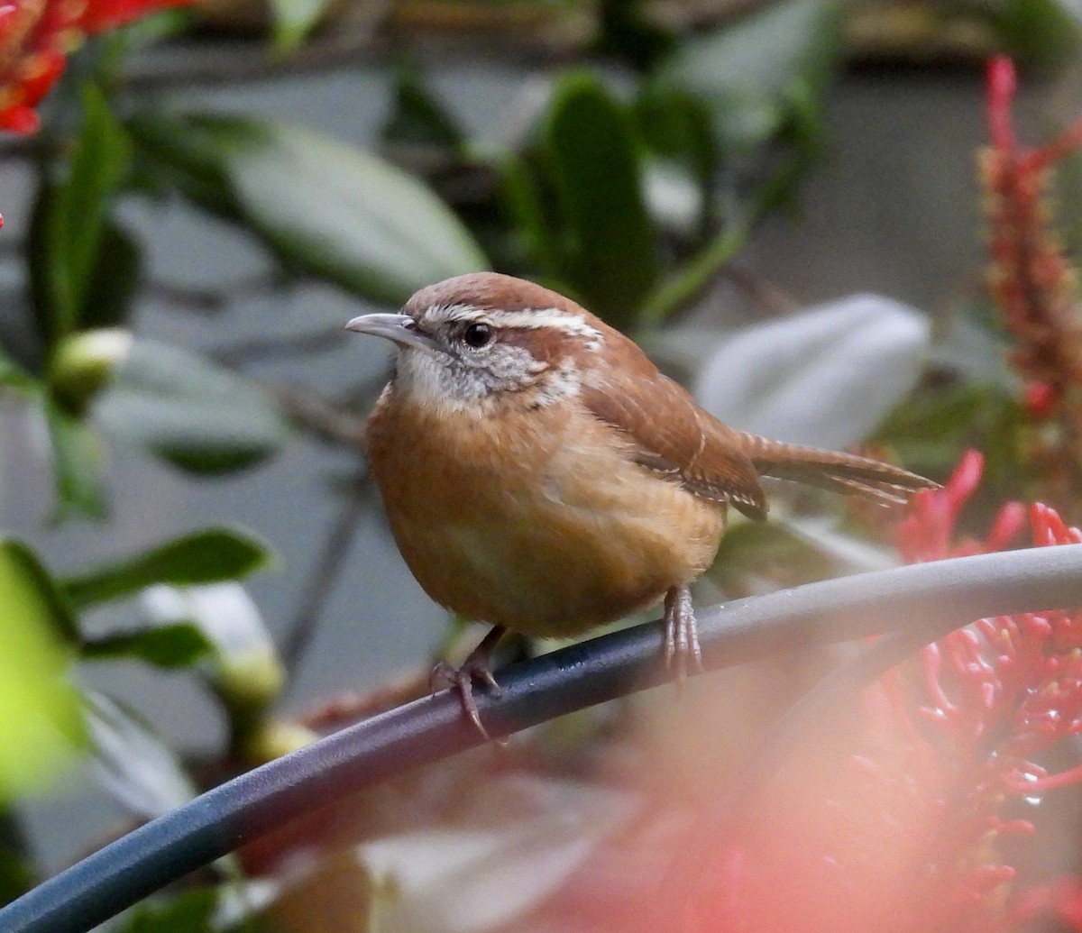 Carolina Wren - ML646488072
