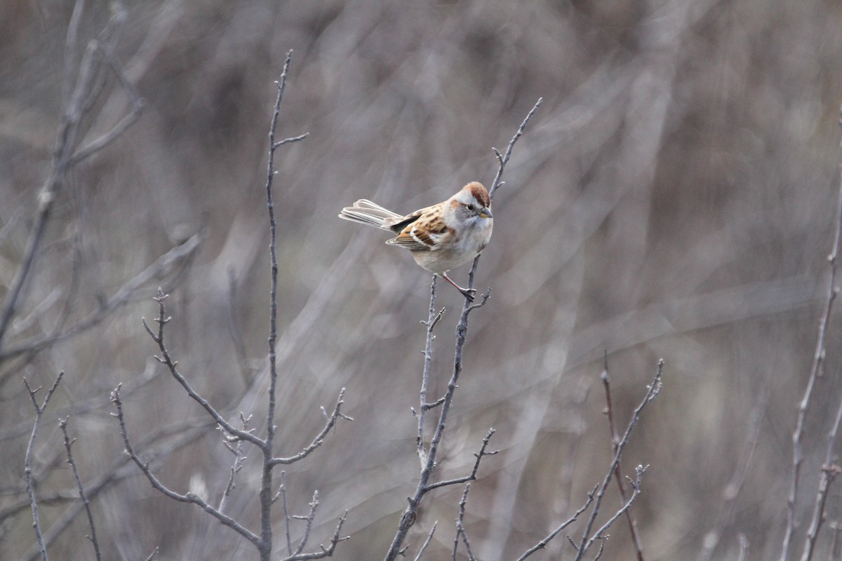 Bruant hudsonien - ML646488076