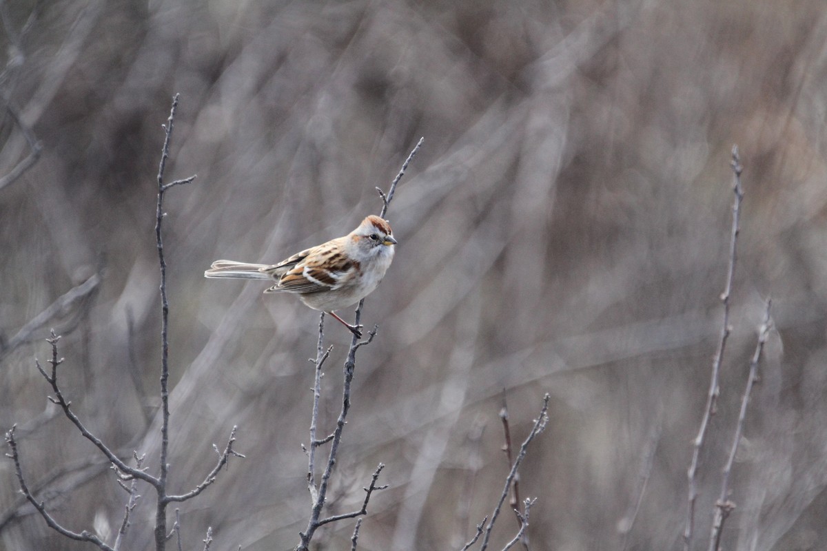 Bruant hudsonien - ML646488077