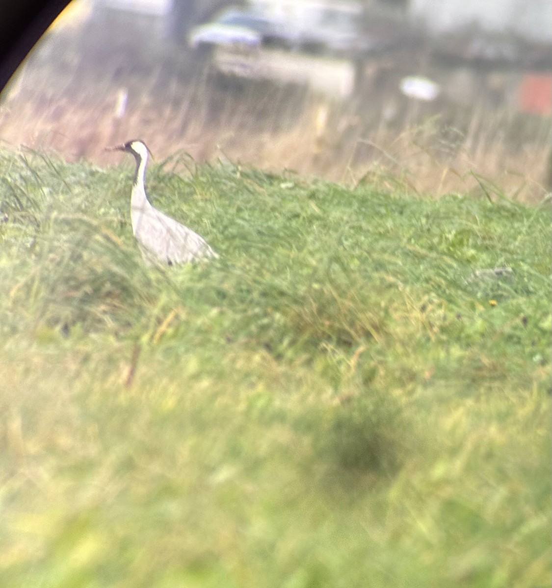 Common Crane - ML646488078