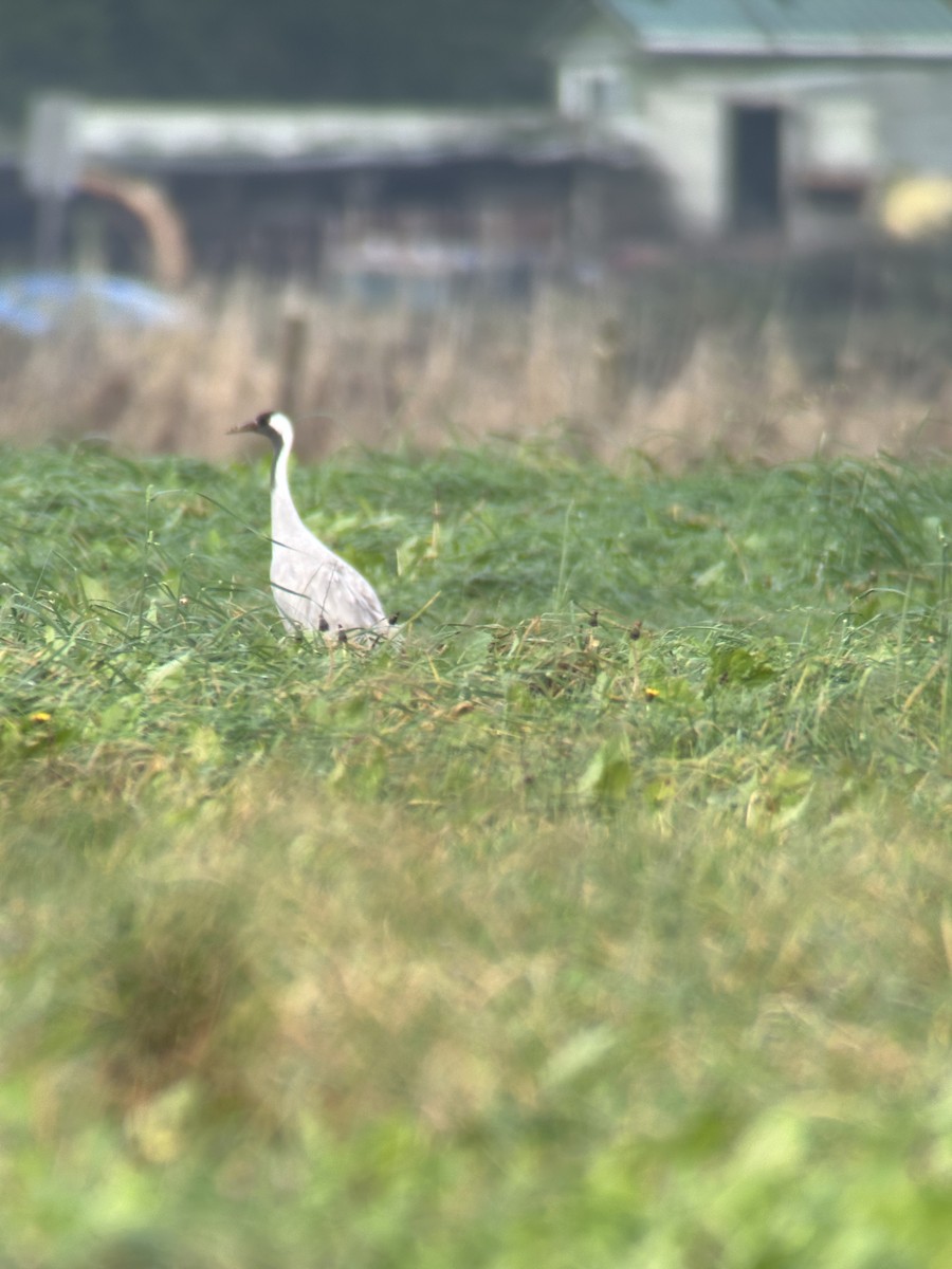 Common Crane - ML646488079