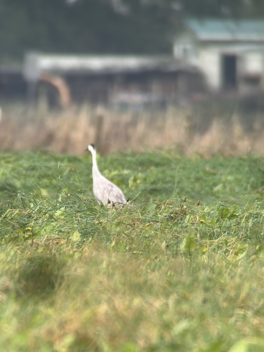 Common Crane - ML646488080