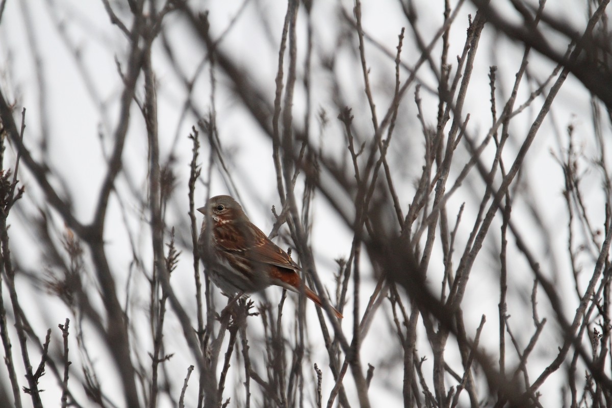 Fox Sparrow (Red) - ML646488084
