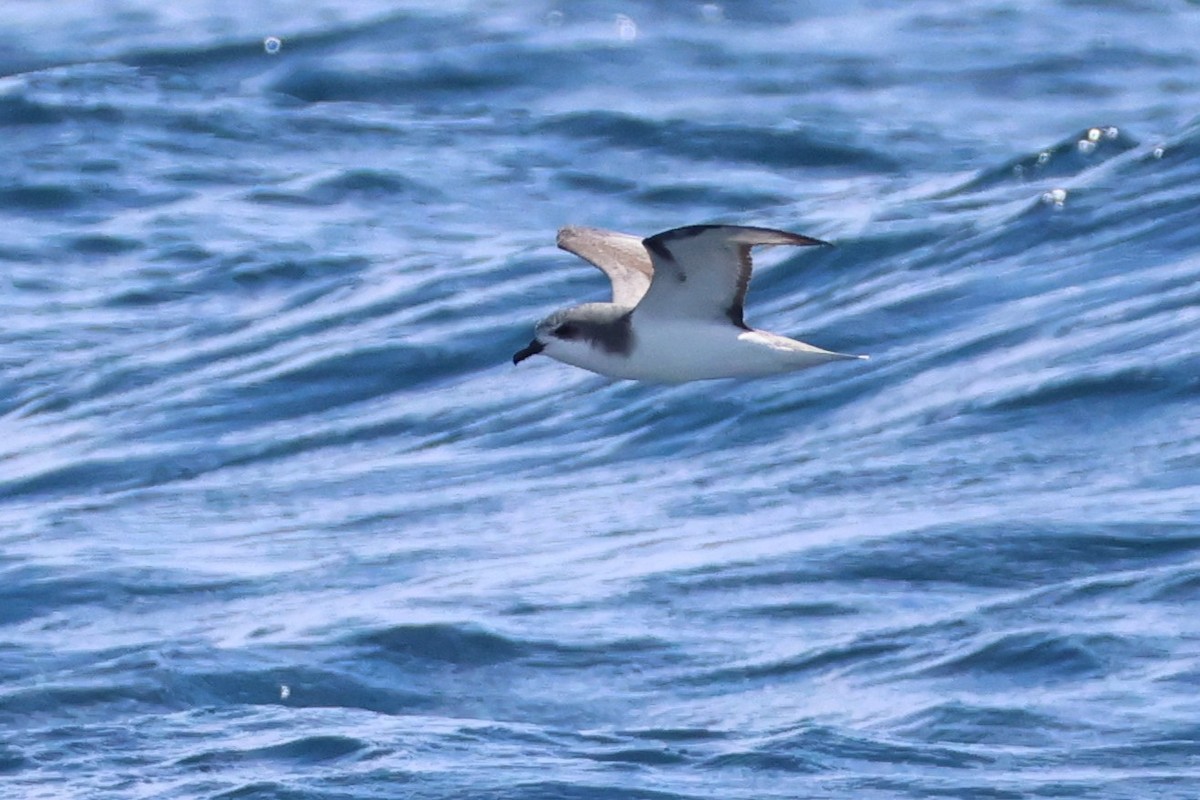 Pycroft's Petrel - ML646488085