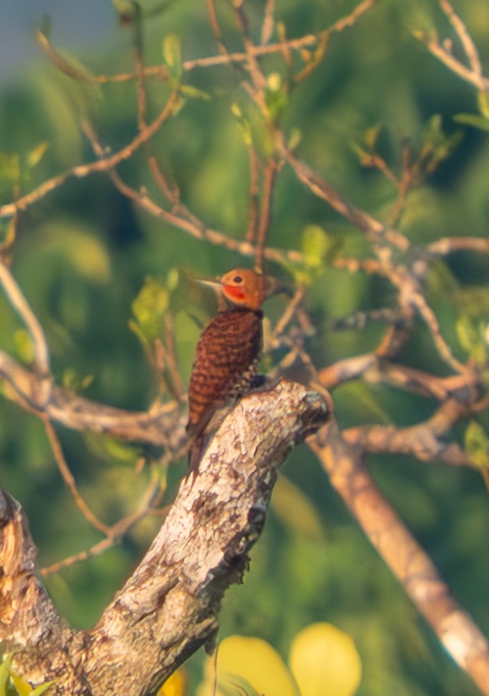 Ringed Woodpecker - ML646488086