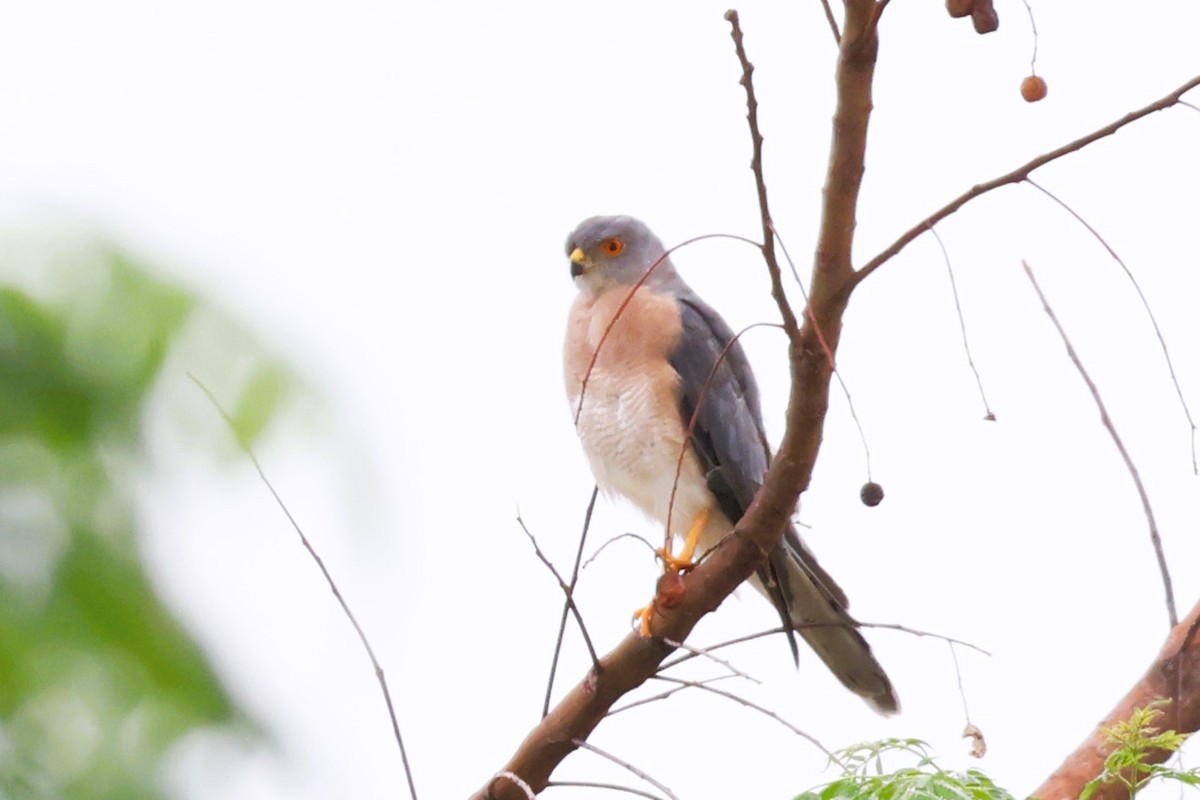 Shikra - ML646488087