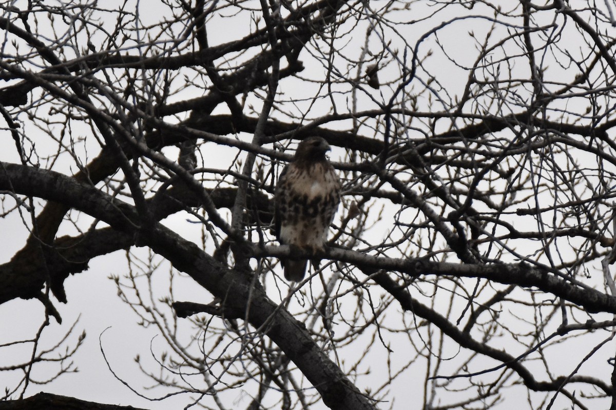 Red-tailed Hawk (abieticola) - ML646488088