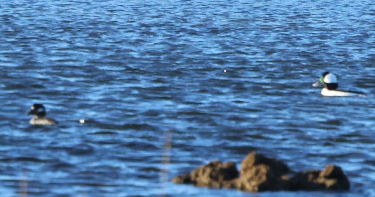 עבראש לבנוני - ML646488089