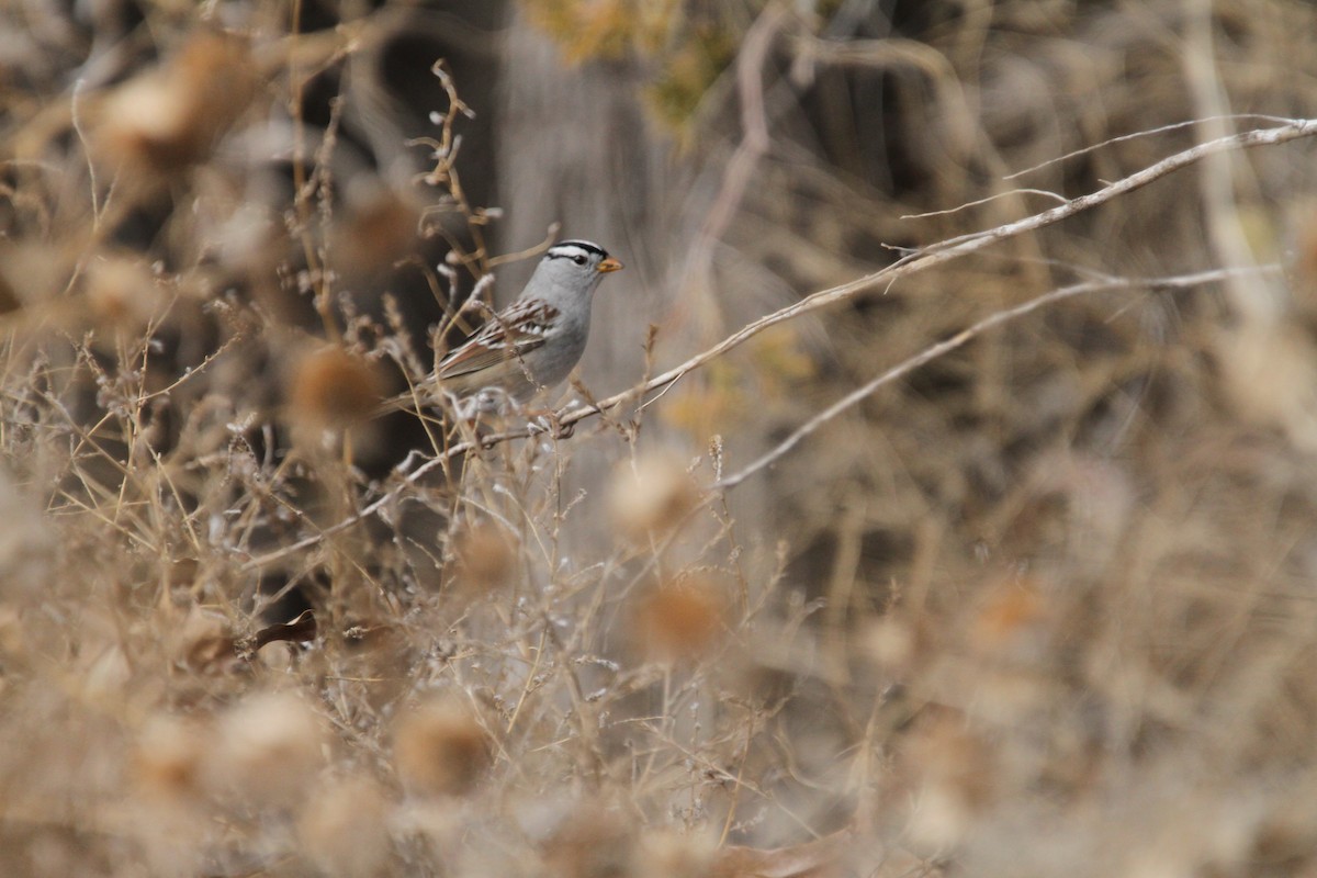 Bruant à couronne blanche - ML646488091