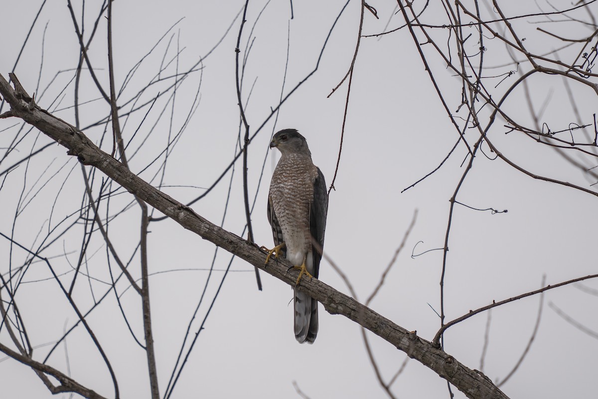Cooper's Hawk - ML646488093