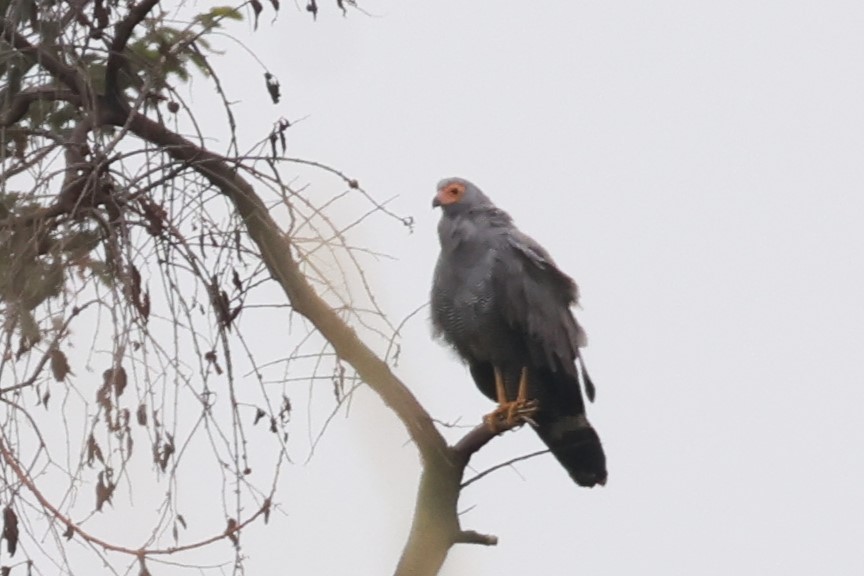 African Harrier-Hawk - ML646488094