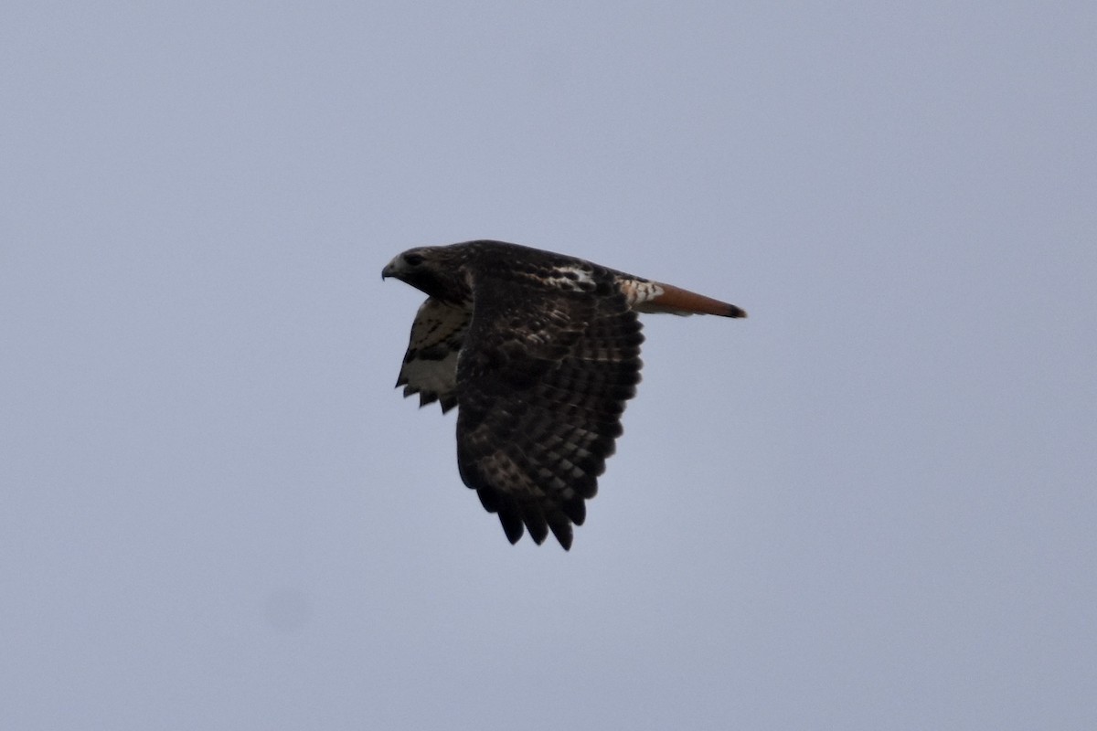 Red-tailed Hawk (abieticola) - ML646488096