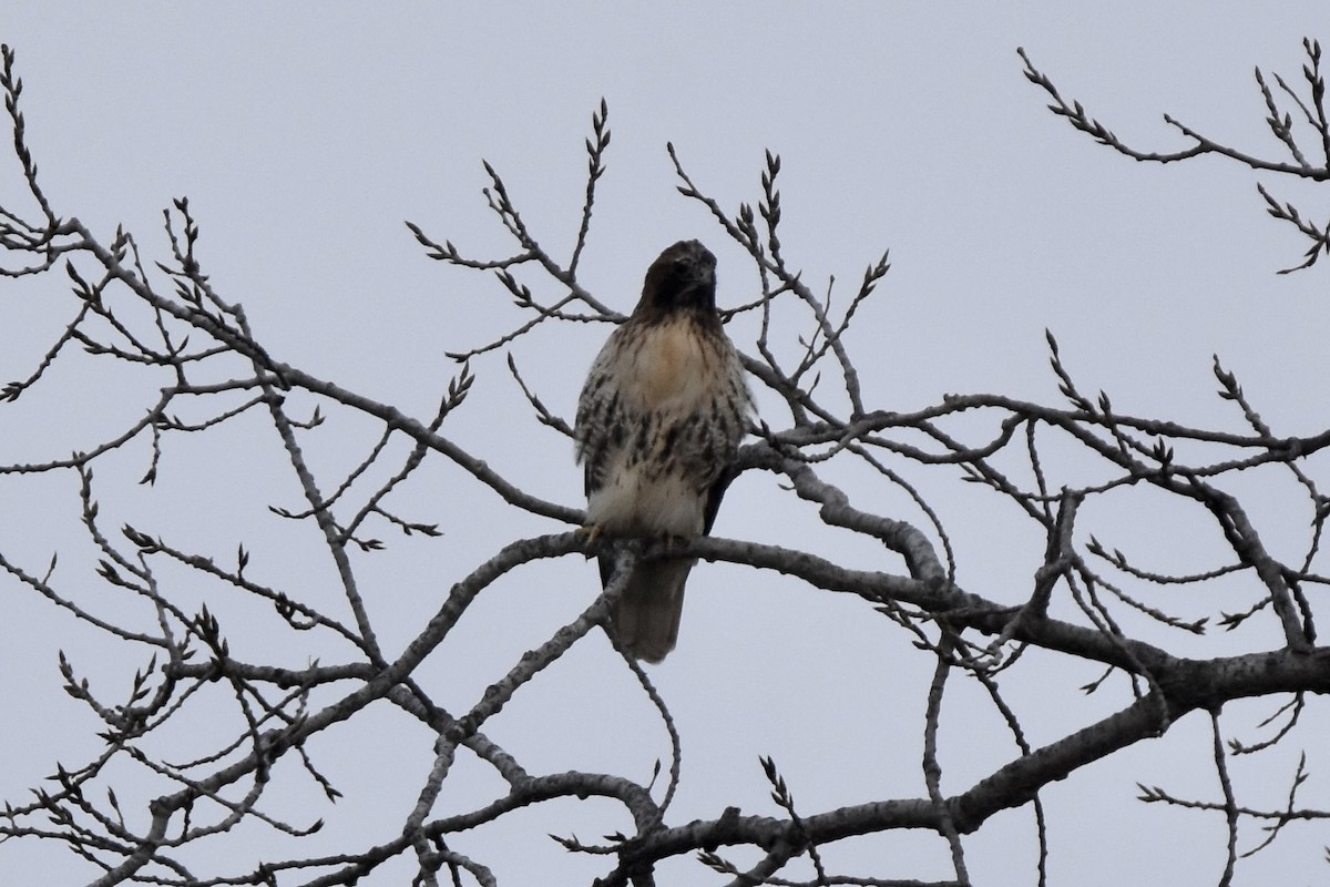 Red-tailed Hawk (abieticola) - ML646488097